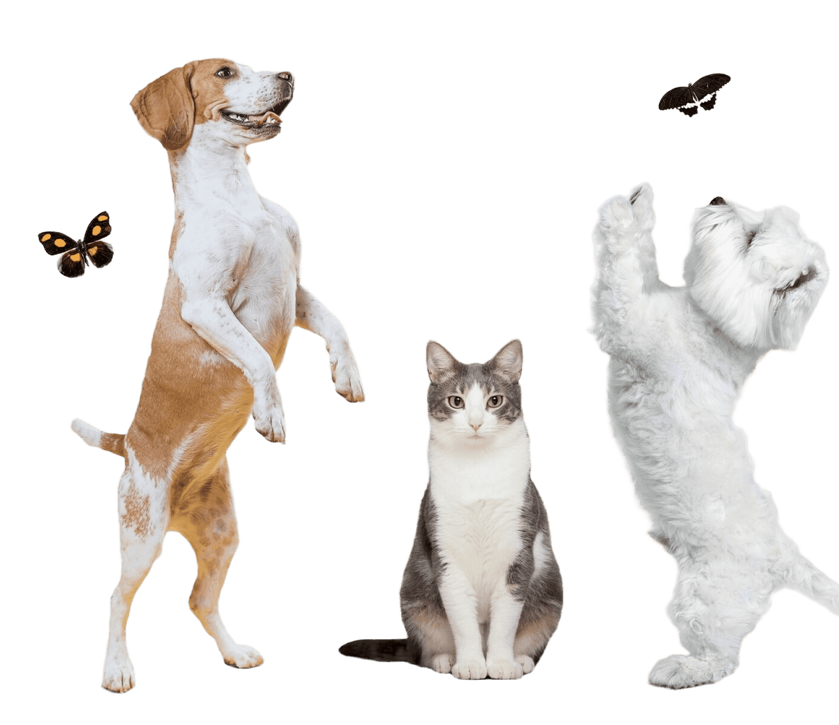 preload animals